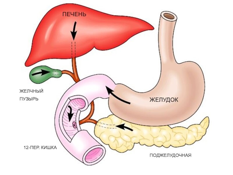 Печень и желудок. Печень желчный пузырь поджелудочная железа желудок. Пищеварительная система желчный пузырь анатомия. Строение желудка и желчного пузыря. Печень желчный пузырь желудок.
