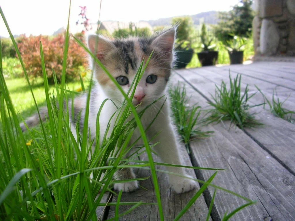 Таблица предложения по цели высказывания. Трёхцветная кошка. Котенок на заборе. Маленький котенок гулял по забору цель высказывания. Рыжая кошка.