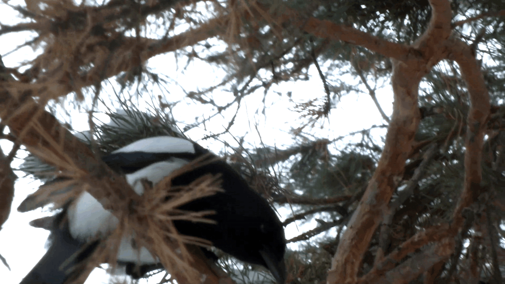 Кадр из видео моего второго канала с живым звуком "Природа для Народа"