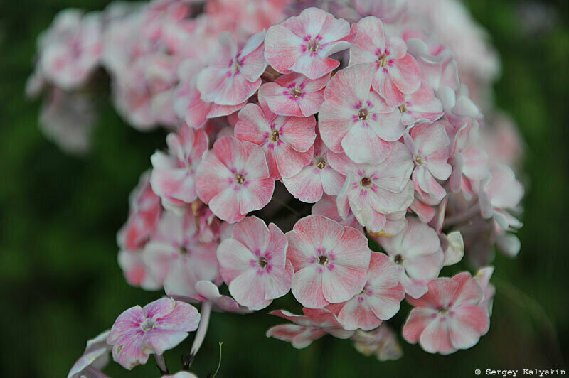 флокс алиса фрейндлих. флокс флокс алиса фрейндлих. флокс флокс алиса фрейндлих. флокс алиса фрейндлих. флокс метельчатый алиса фрейндлих.
