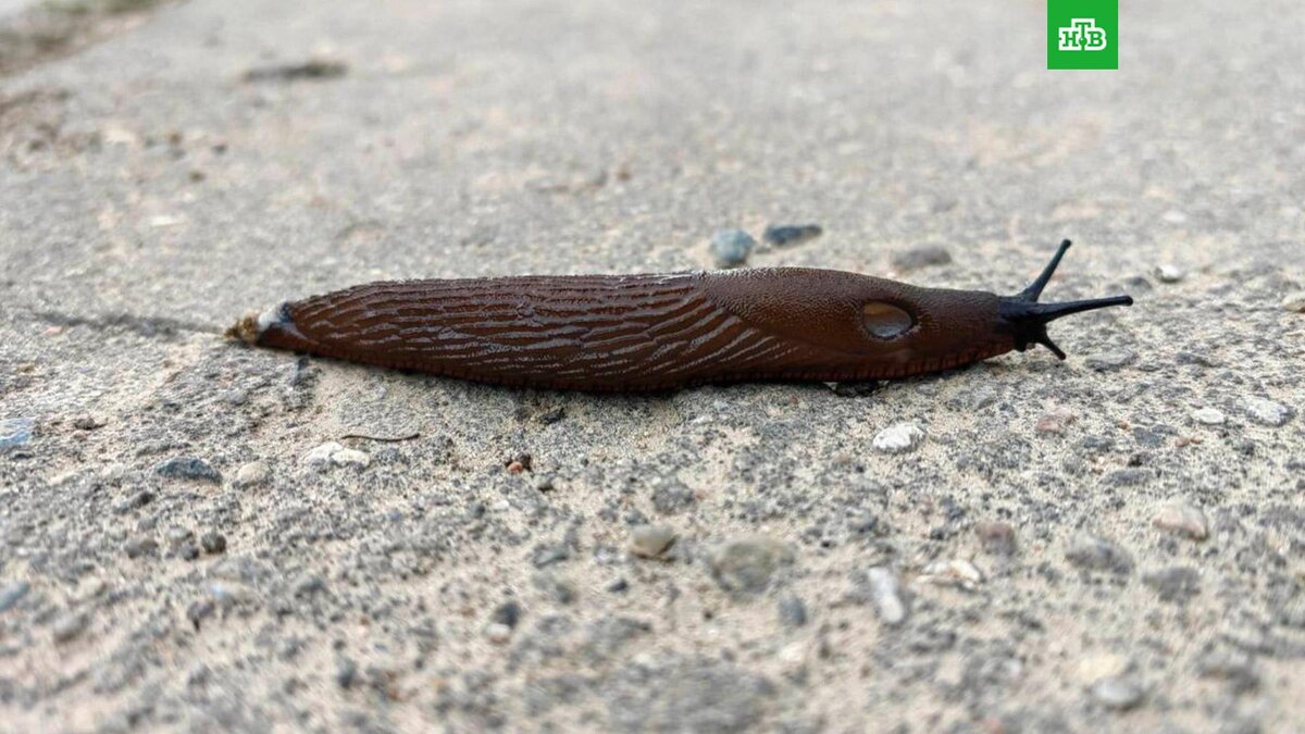    Фото: mosnow / t.me