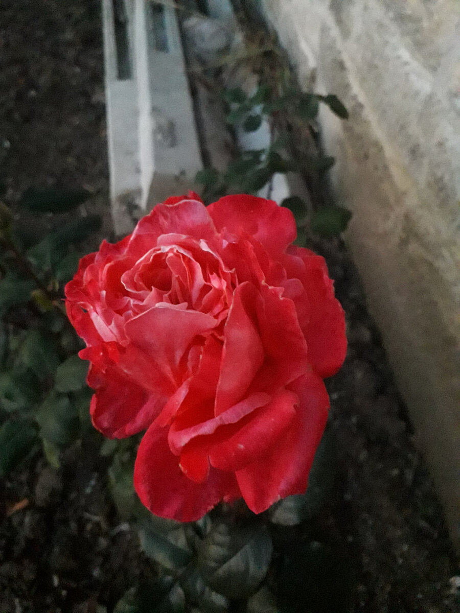 Первая роза из черенка.