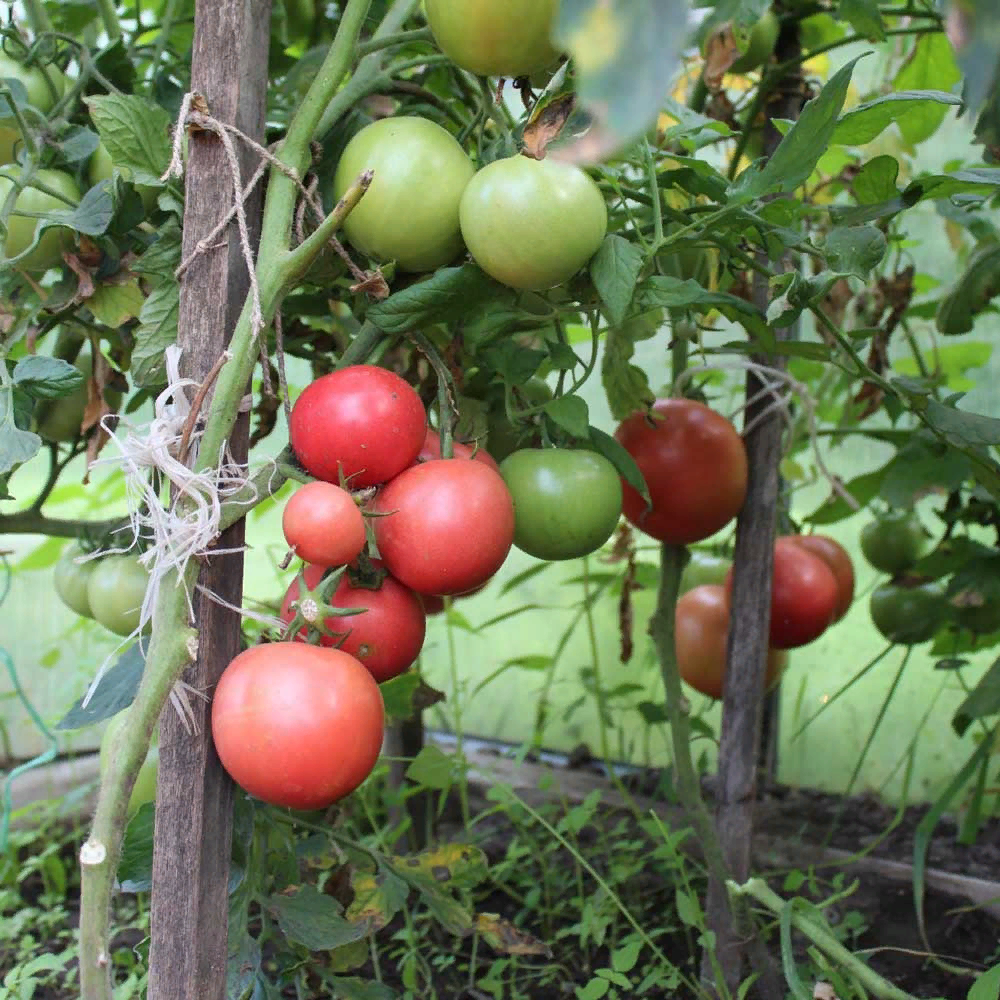 Как формировать индетерминантные (высокорослые) томаты в теплице