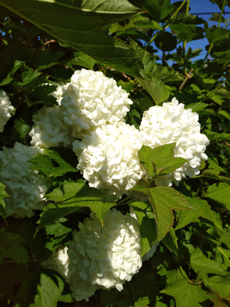 Неизвестная мне, но красивая цветощка