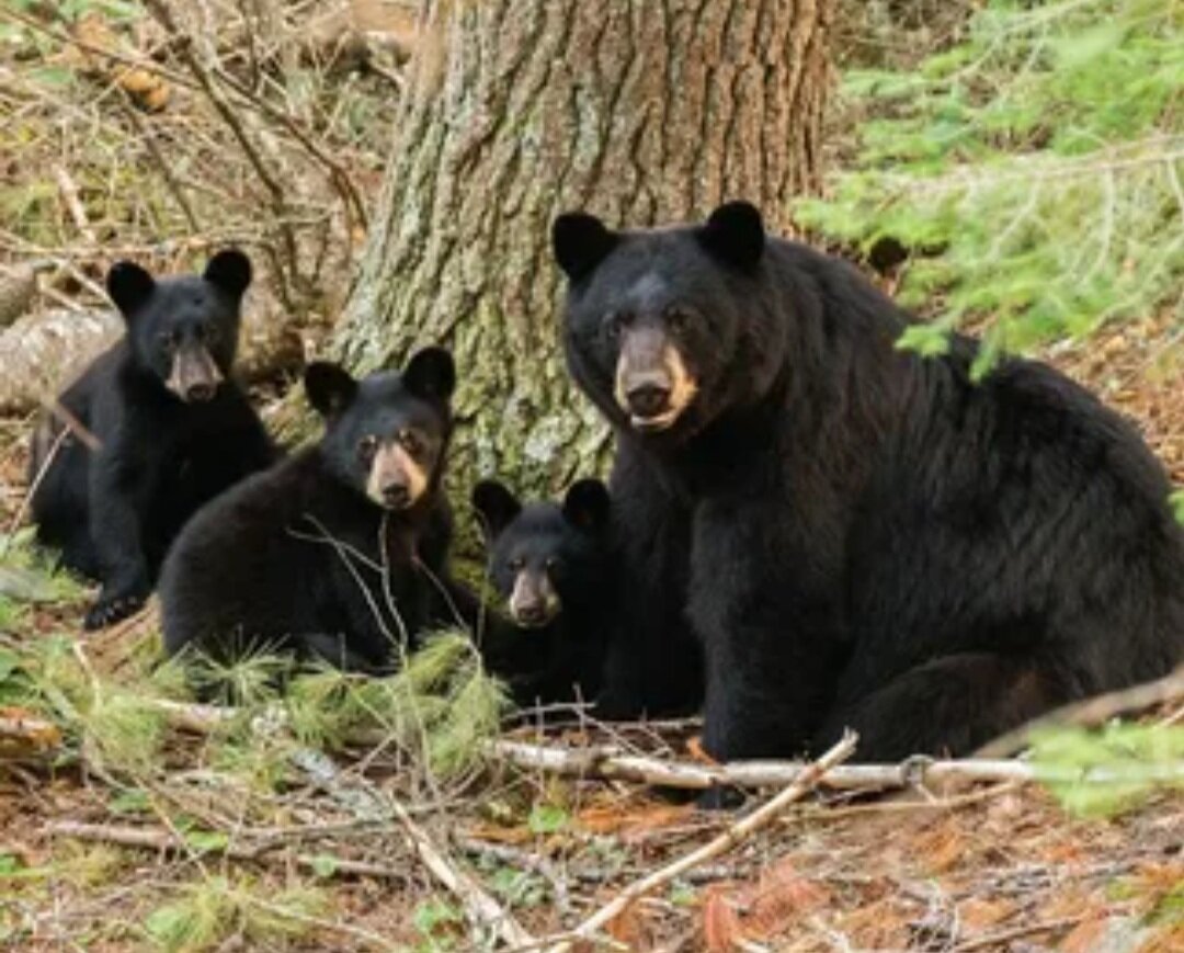 Black bear. Гималайский медведь Уссурийский заповедник. Барибал и бурый медведь. Гималайский медведь и медведь Барибал. Гималайский медведь дальнего Востока.