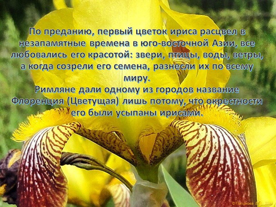 Предание