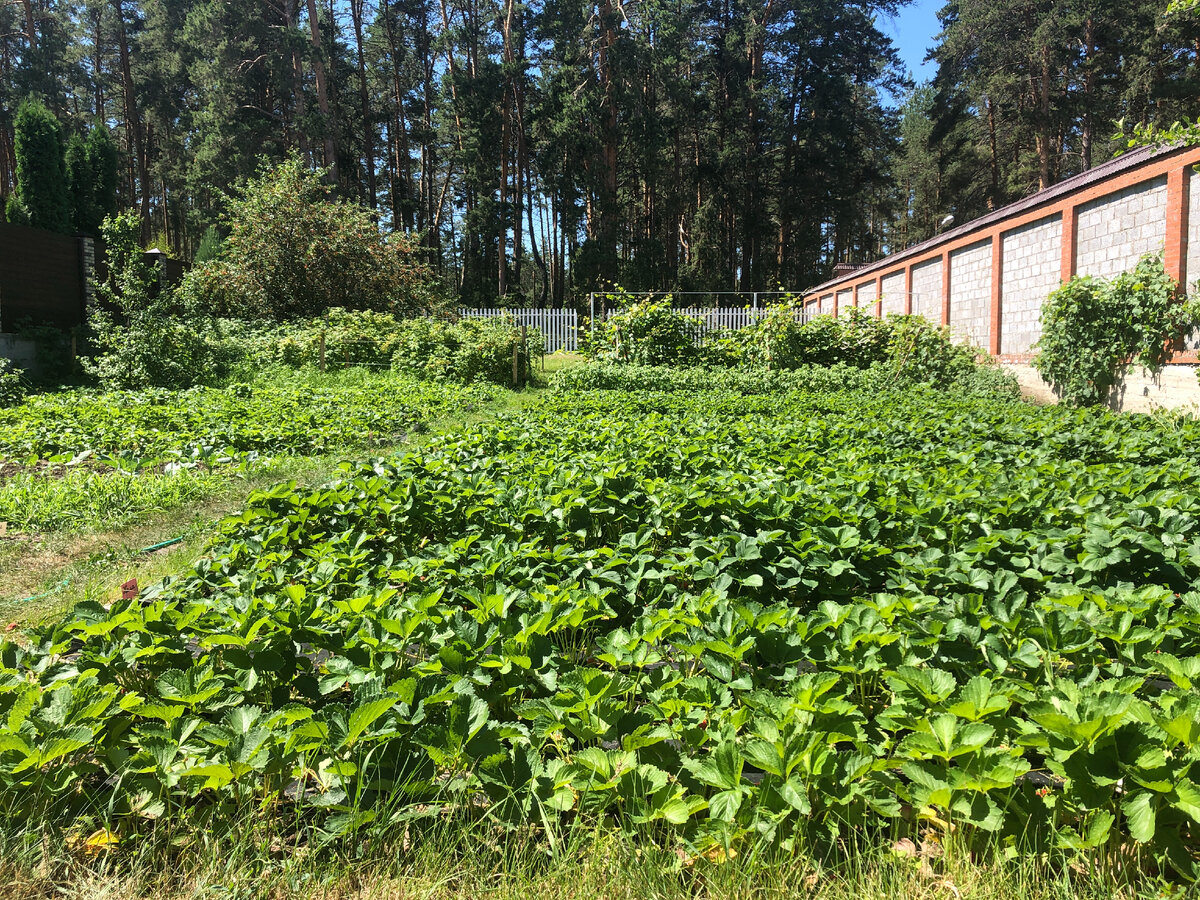 Площадь, засаженная клубникой ∼ 2 сотки  