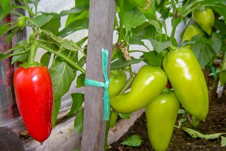    Даже в сложных погодных условиях можно вырастить неплохой урожай болгарского перца — главное, защищать его от холода, вовремя поливать и подкармливать. Фото: Андрей Заржецкий
