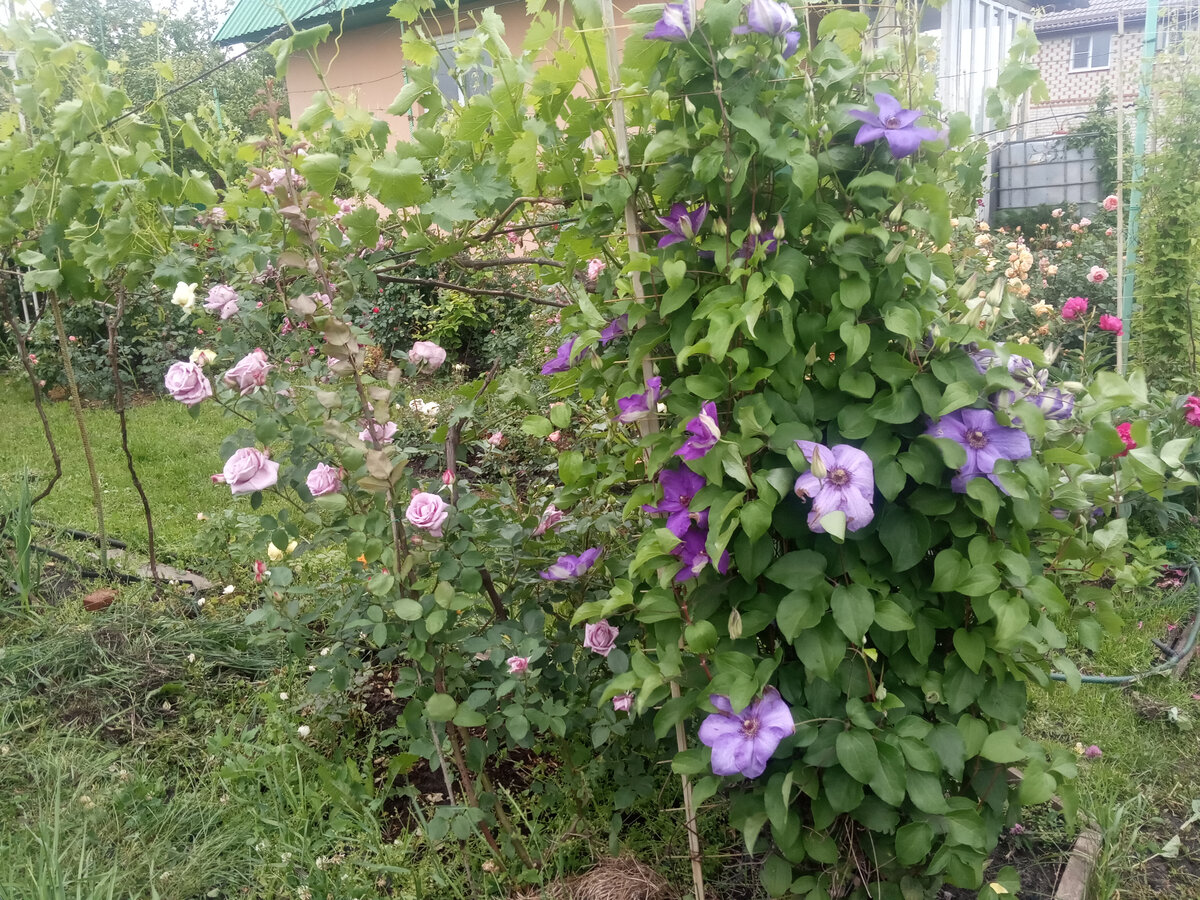 Clematis Rose роза