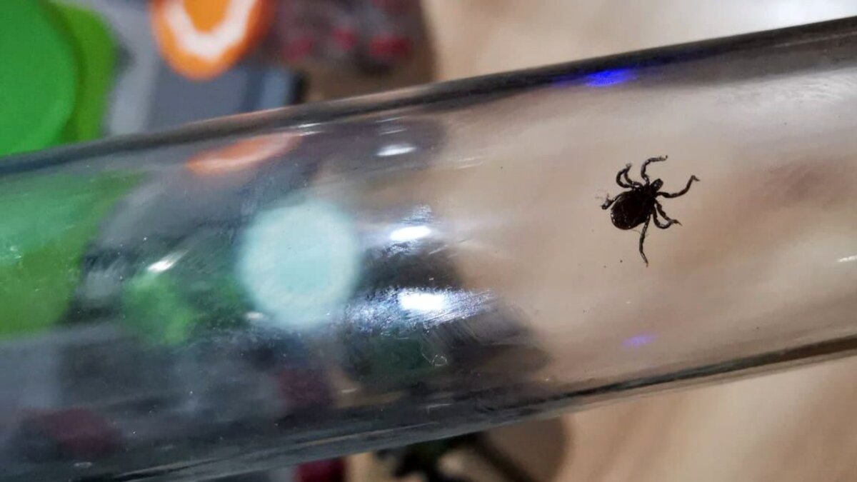     Уже 10 случаев клещевого энцефалита официально подтвердились в Удмуртии. Об этом сообщили в региональном управлении Роспотребнадзора. Все заболевшие госпитализированы.