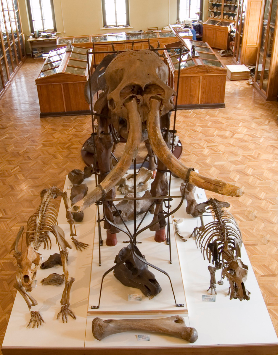 Зал мамонта в геологическом музее, где ранее располагалась церковь при Духовной семинарии