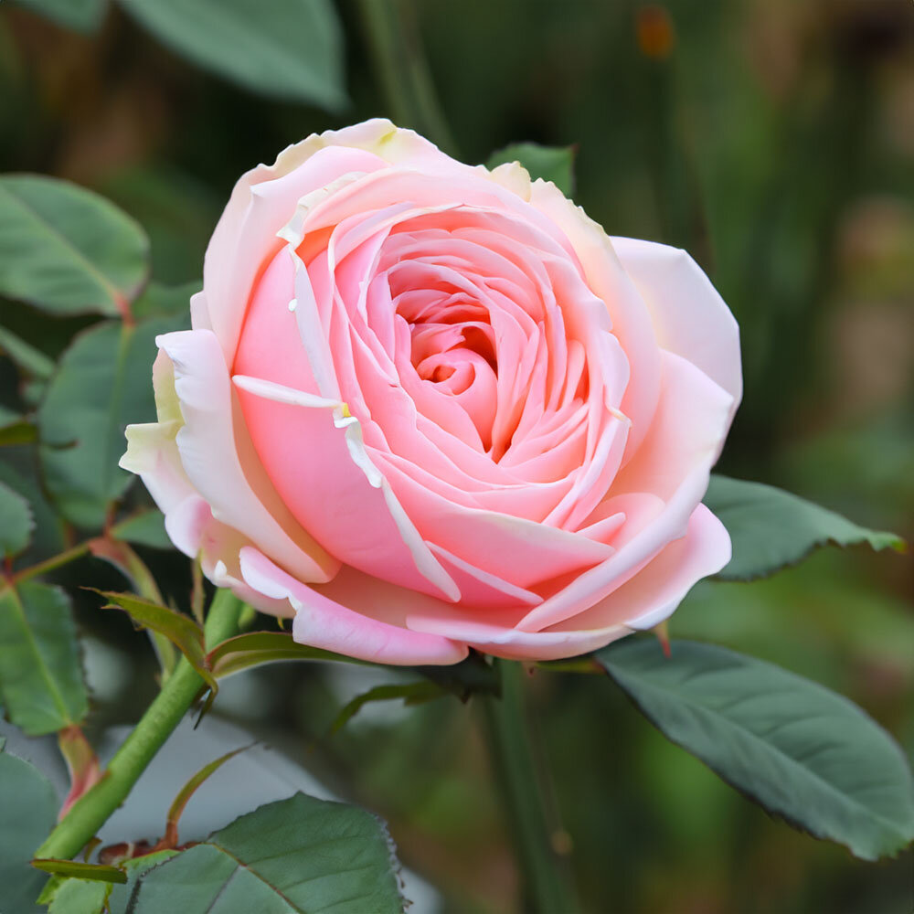 Роза "Чарльз Аустин" - Когда старина встречает современность. 