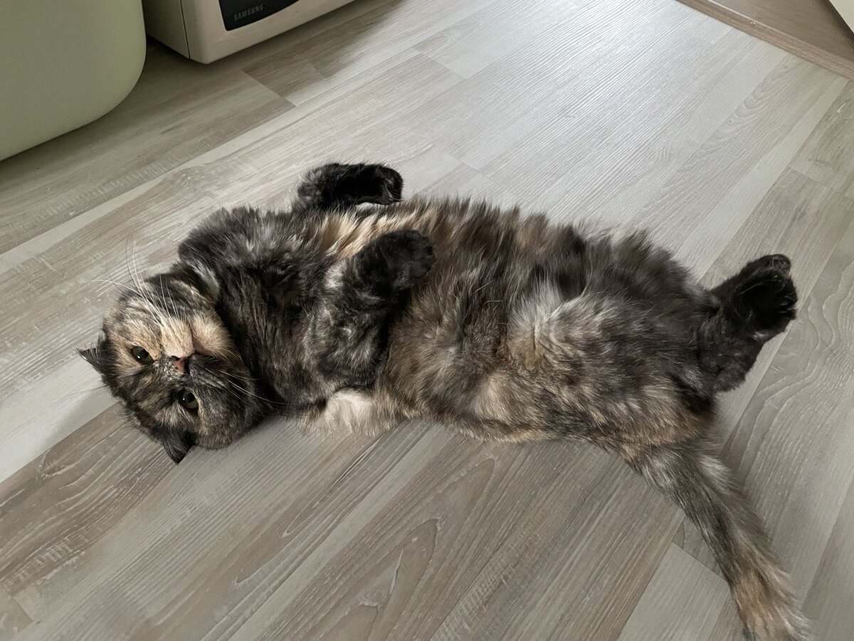 Кот потягивается