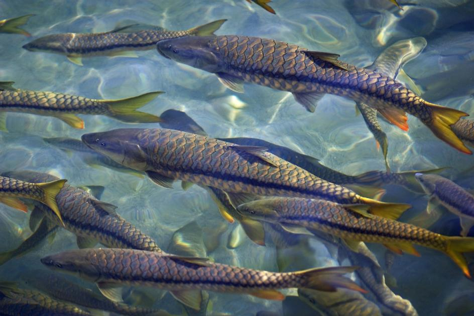 Те самые ребята, которые не пьют воду из-под крана, а признают только бутилированную воду. 