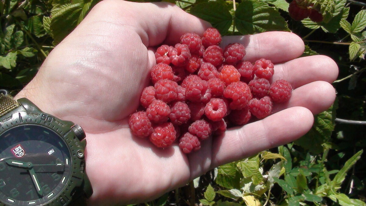 Угощаемся ) Рука моя, да. Малина лесная. Лес... тоже почти наш )