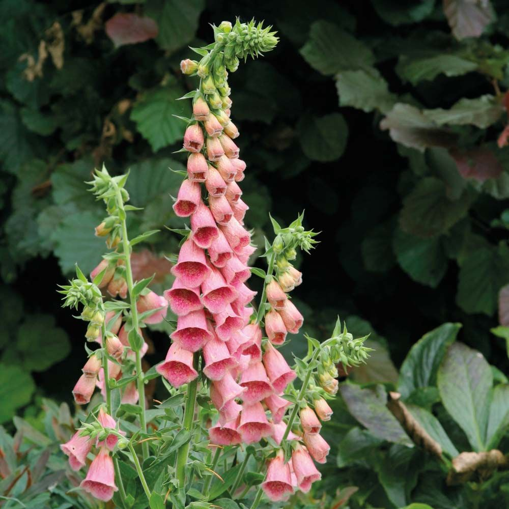 Foxglove