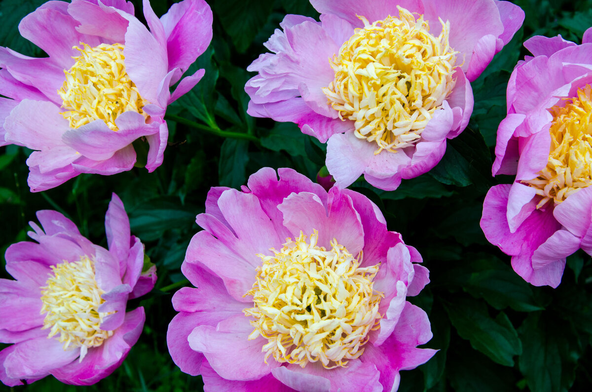 Пион Antwerpen (Антверпен)