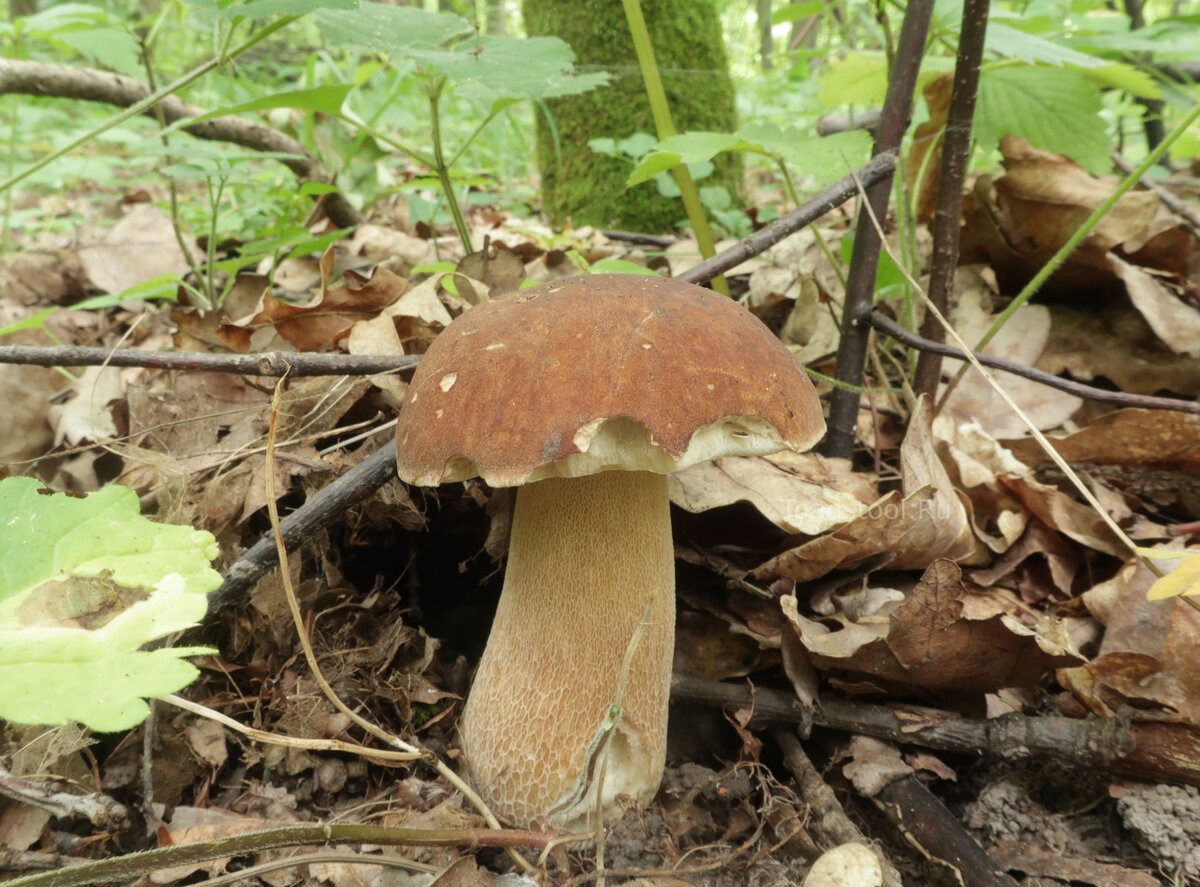 В прошлом году так и было - белые торчали на самом виду, никто в них не верил, кроме редких оптимистов (фото И.Лебединского)
