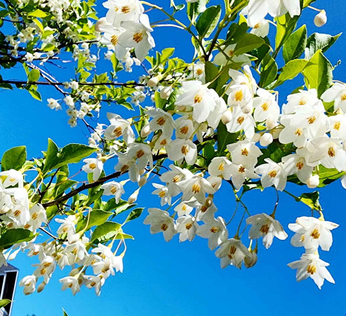 Стиракс японский