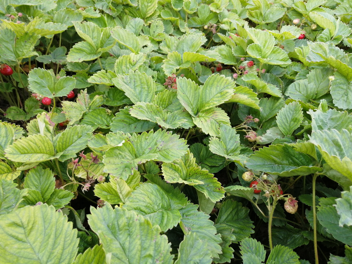 Ремонтантная клубника. Личное фото.