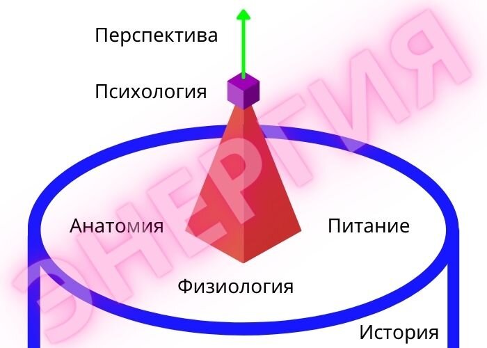 Если хотя бы один элемент этой пирамиды подвергается стрессу, происходит изменение всей пирамиды. И, как следствие, меняется и здоровье.