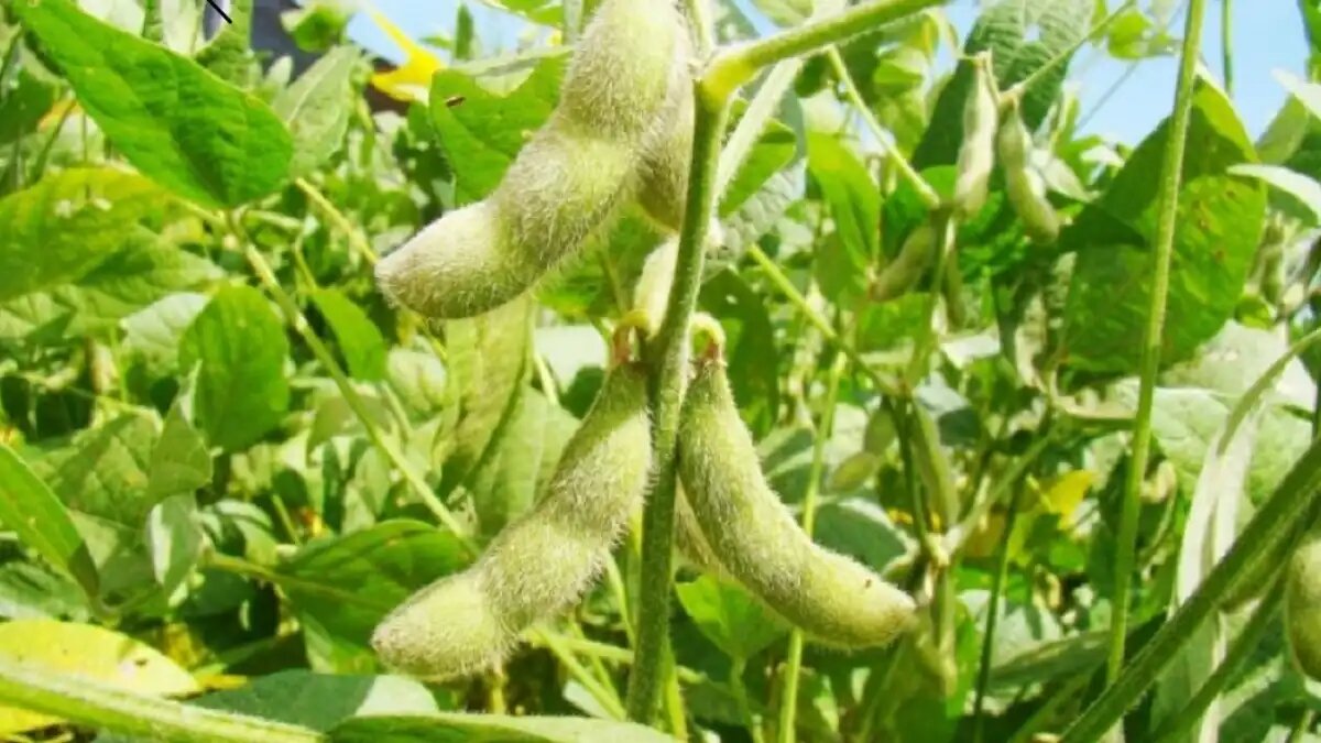 Фото:crispy.news Урожай сои