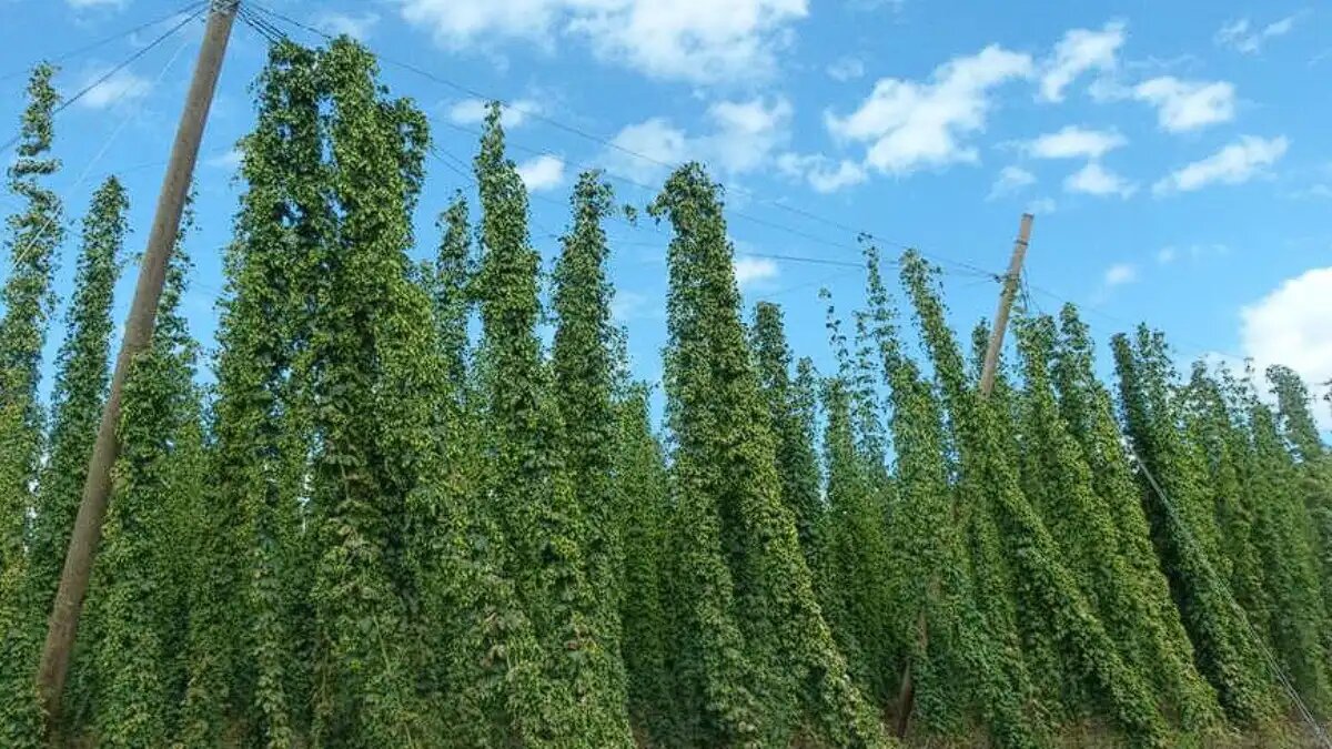 Фото:agro.cap.ru