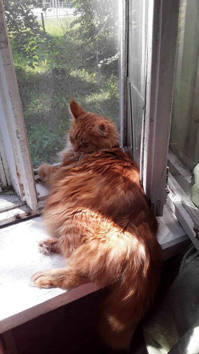 Амельсина  всем своим видом как бы говорит:" Может, не будете ничего делать?Может, поспим?"