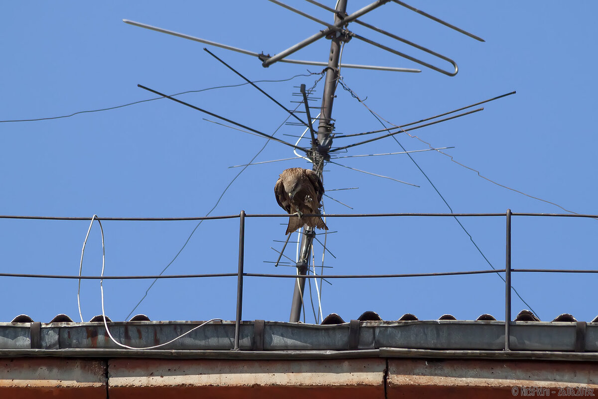 2. Чёрный коршун © NickFW.ru - 26.06.2019г.