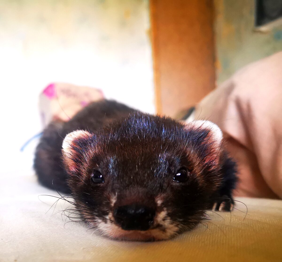 Грустное животное (фото автора)