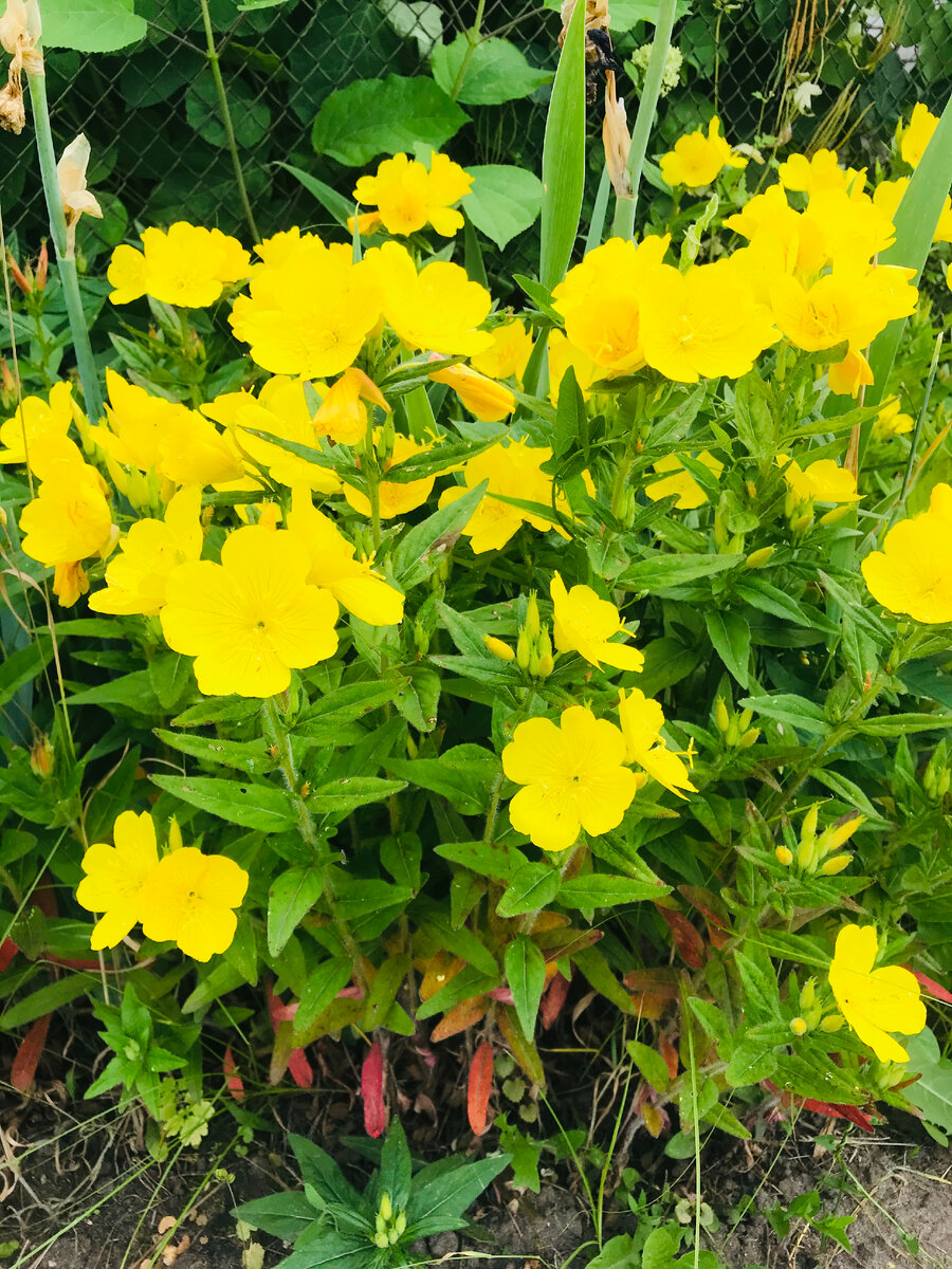 Личное фото.