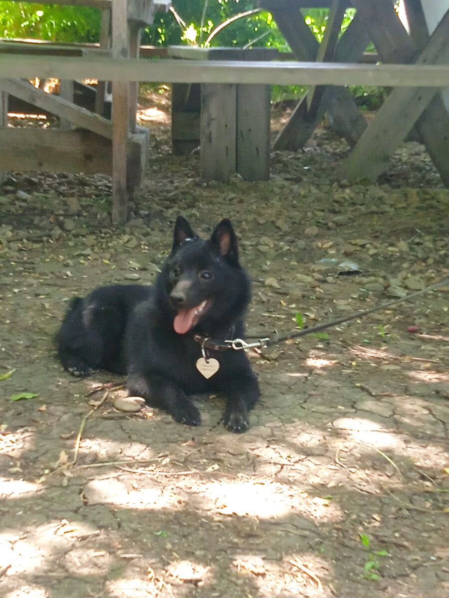 G отдыхает на конюшне