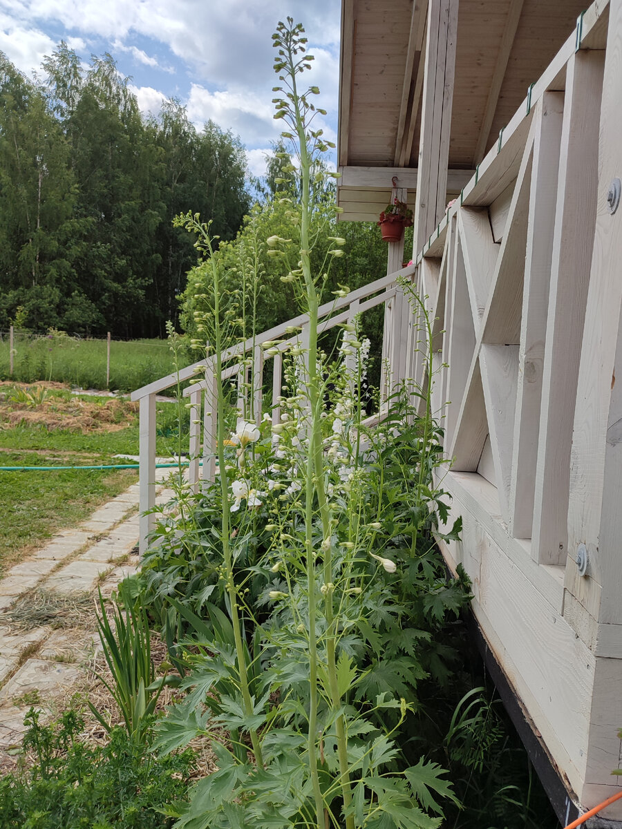 Отсыда видно какие дельфиниумы огромные!