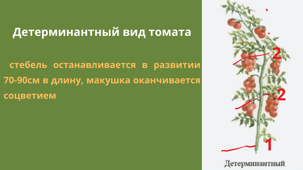 Детерминантный гибрид. Детерминантный. Формирование детерминантных томатов. Детерминантный и индетерминантный в чем разница. Что означает детерминантное растение.