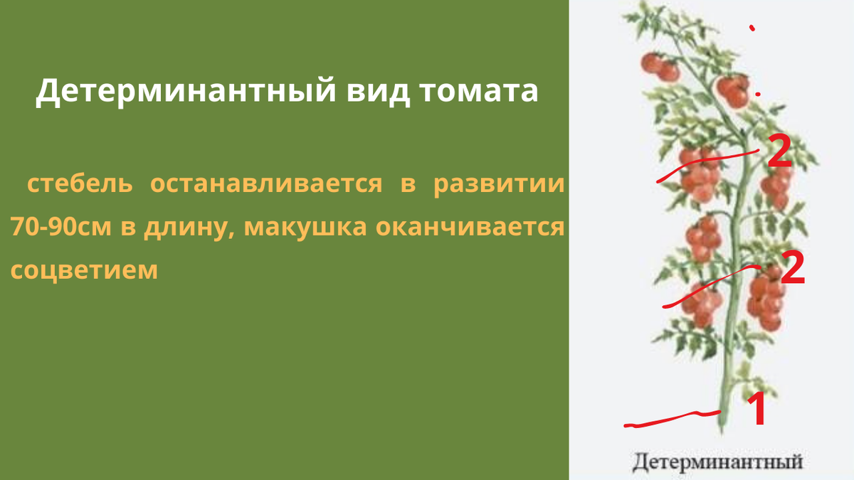 Детерминантное растение помидор что это такое. Детерминантные помидоры. Индетерминантные томаты. Формирование детерминантных томатов. Формирование детерминатов томатов в теплице.