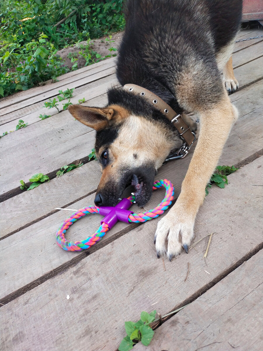 Какие игрушки нельзя покупать собаке? 🐕⚽🤔 | Собаки, Костёнки и не только  | Дзен