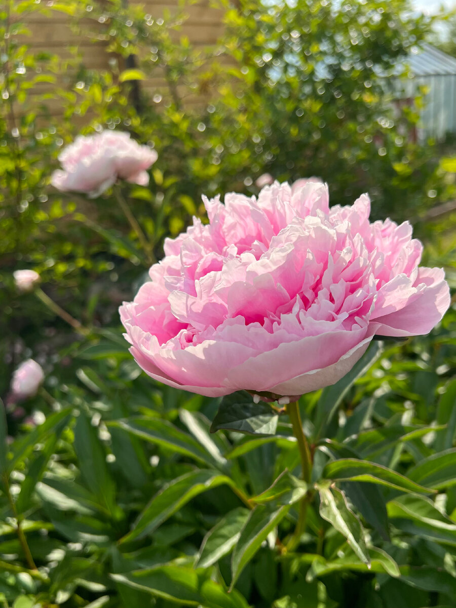 Пион молочноцветковый, предположительно Сара Бернар.