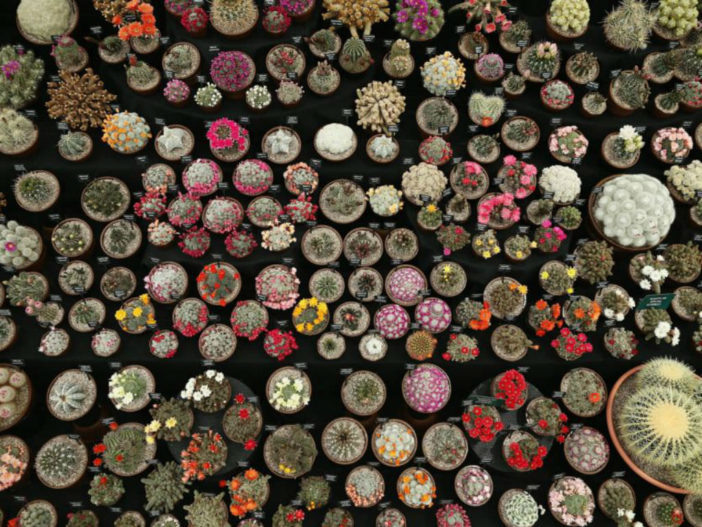 Введение в семейство кактусовых