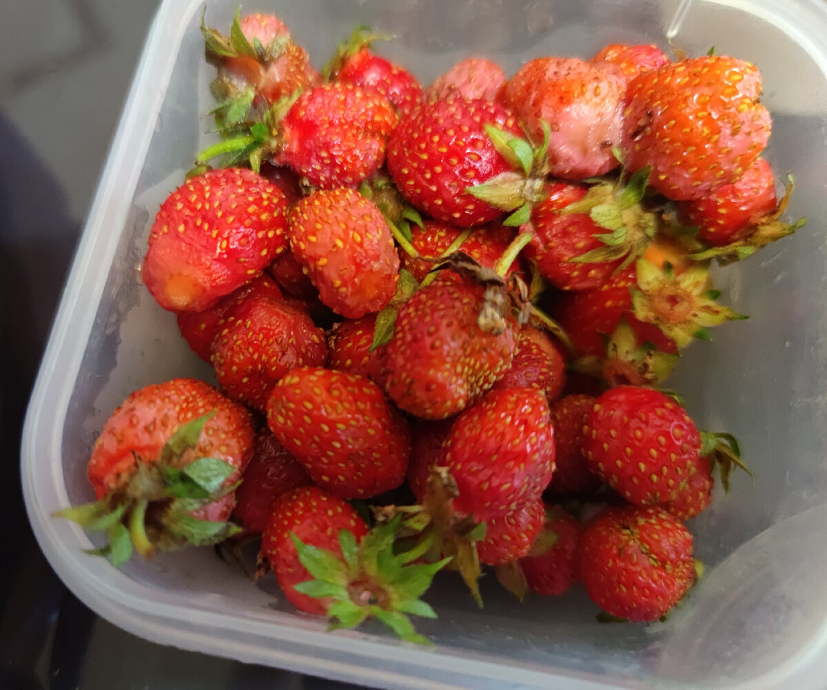 Фото автора. Сделала фотографию, когда уже большую часть ягоды съели🙈