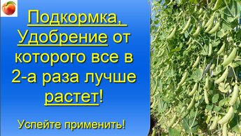 Подкормка Удобрение от которого все в два раза лучше растет и плодоносит! Успейте использовать!