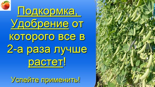 Подкормка Удобрение от которого все в два раза лучше растет и плодоносит! Успейте использовать!