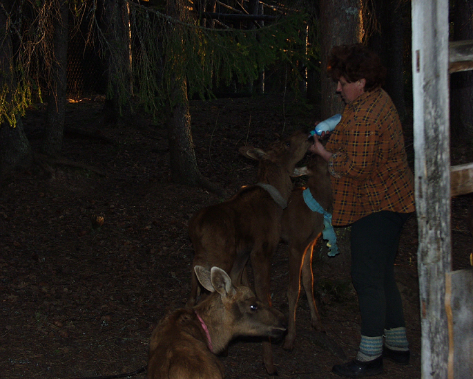 Выпойка лосят молоком