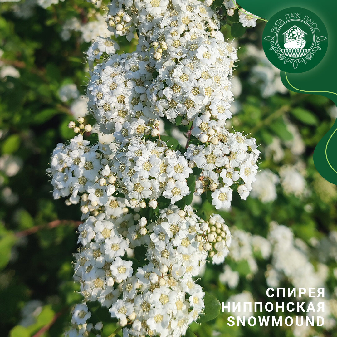 Фото нашей Спиреи в питомнике Вита Парк Плюс.