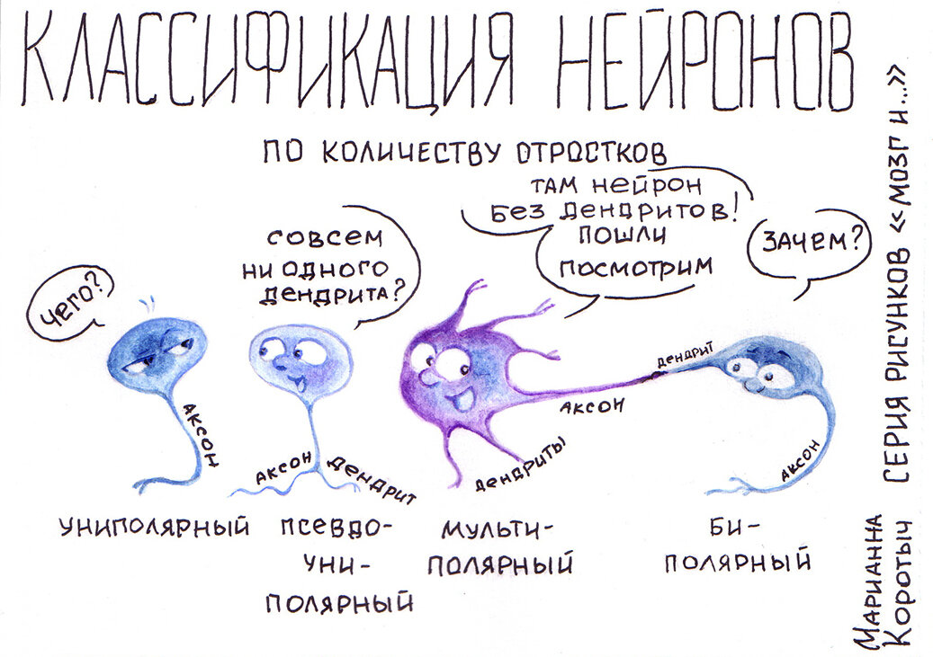 Рисунок "Классификация нейронов" (ч.2: по количеству отростков)