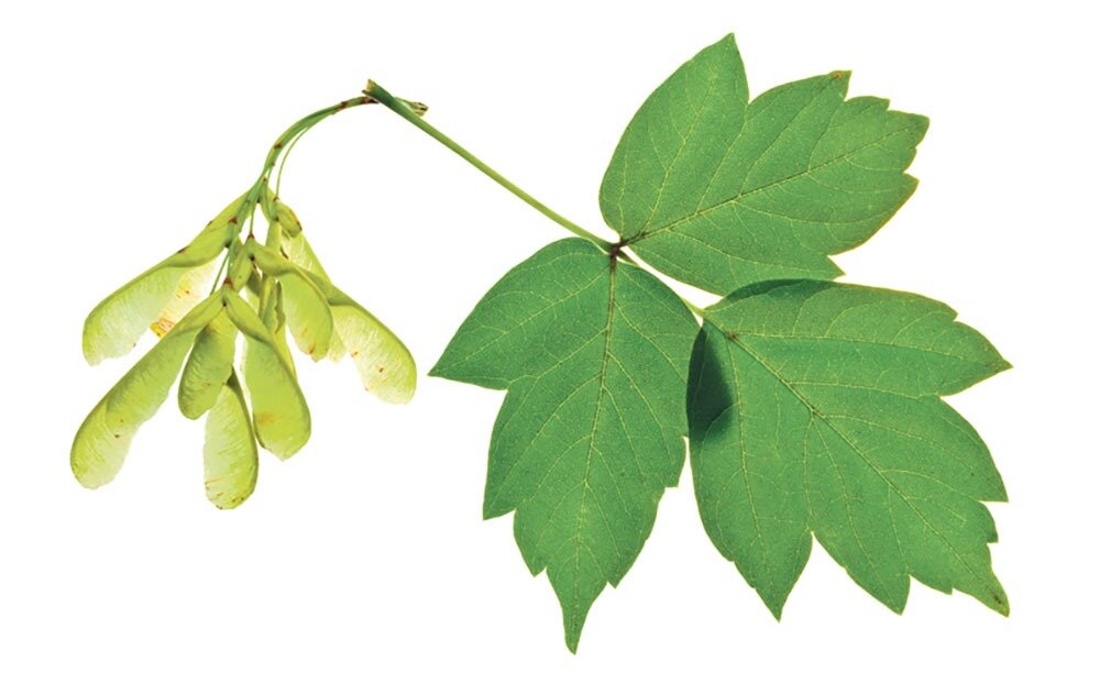 Семена клена - отличные природные игрушки-вертолетики! Картинка из интернета. 