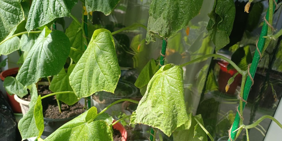 Вянут огурцы в теплице и на улице - что делать?