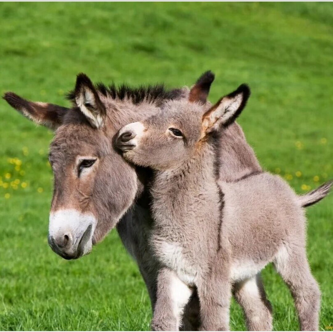 Изображение из открытых источников