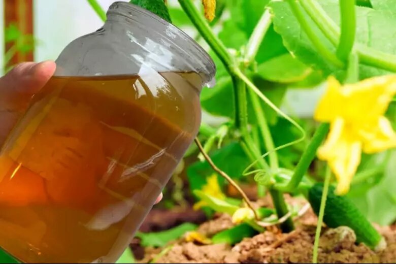 Полив огурцов с луковой шелухой. Луковая шелуха удобрение для огурцов. Луковая шелуха для огурцов. Луковая шелуха настой. Полив рассады марганцовкой.