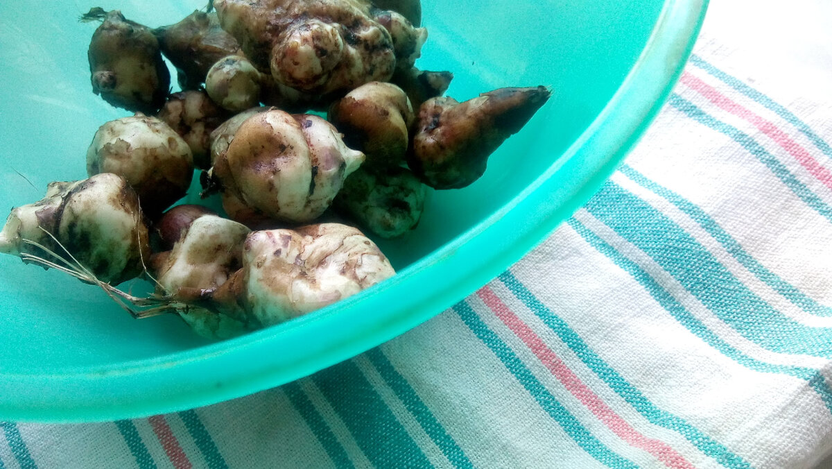 это обычный, несортовой топинамбур, размером с крупный грецкий орех