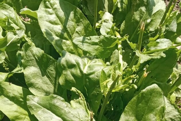 Посев щавеля в июне